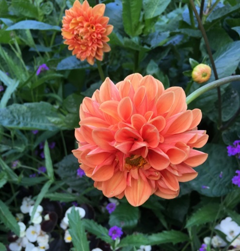 Dahlia flower orange